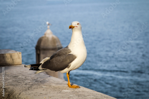 Ein Portrait einer Möwe auf einer Mauer stehend. photo