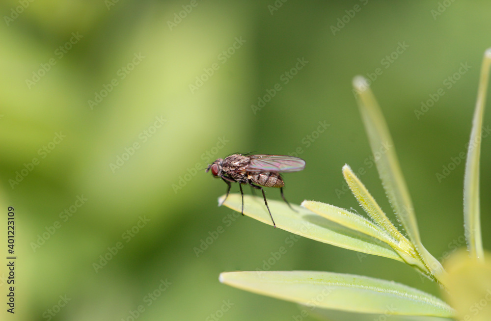 Eine Nahaufnahme einer Fliege auf einem Blatt sitzend.
Eine Nahaufnahme einer Fliege auf einem Blatt sitzend.