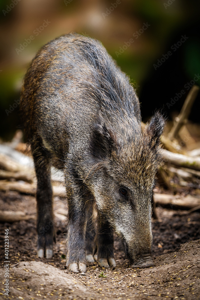 young wild pig looking for food in the forest young wild pig looking for food in the forest