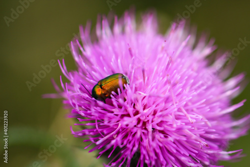 Eine Nahaufnahme eines Käfers auf einer Pflanze auf einer Wiese.