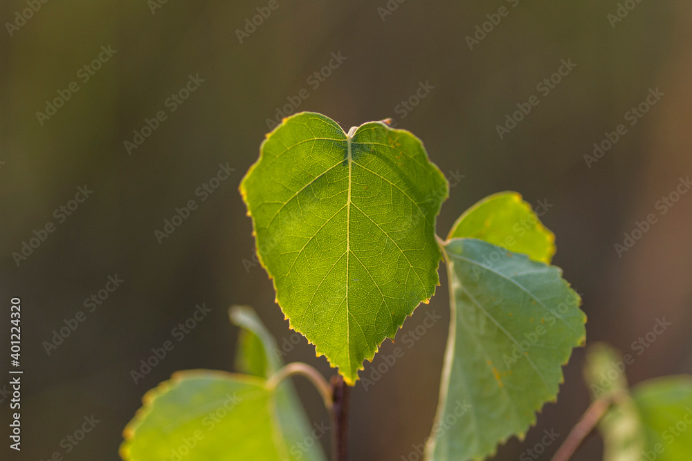 birch leaf on a tree birch leaf on a tree