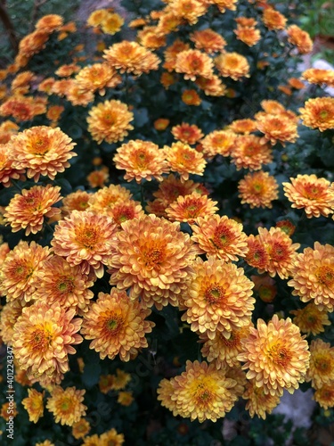 Orange chrysanthemum blossoms © Sandra