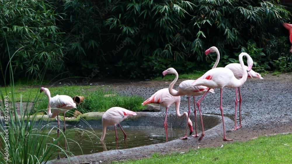 Pink Flamingo (Phoenicopterus Roseus)
Pink Flamingo (Phoenicopterus Roseus)