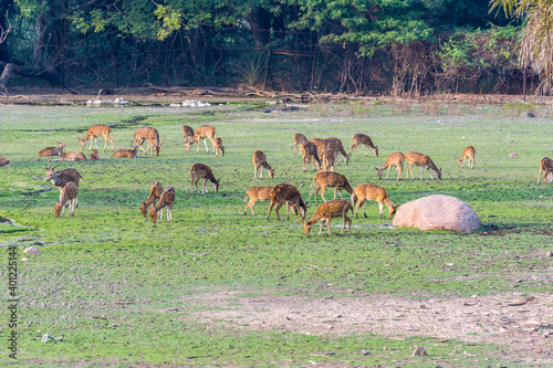 A group of spotted deer eating grass at the grassland under sunset in the Nehru Zoological Park in India