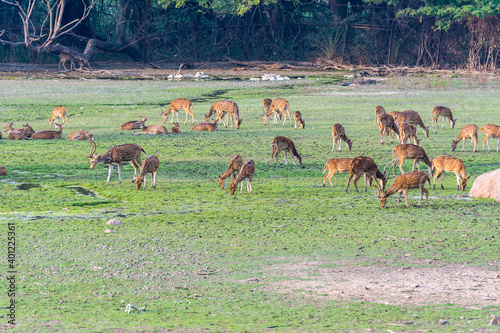 A group of spotted deer eating grass at the grassland under sunset in the Nehru Zoological Park in India