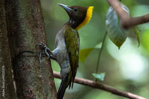 Greater Yellownape photo