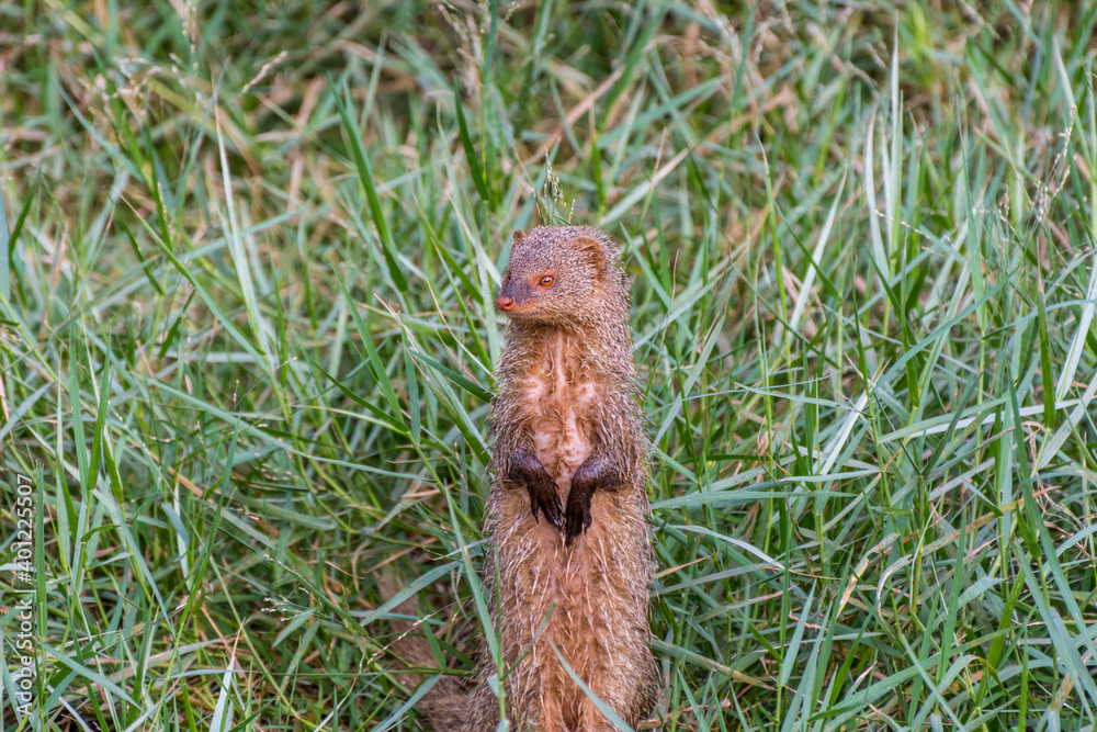 A gray Indian mongoose standing on dry wood and looking for food at the grassland in the zoo A gray Indian mongoose standing on dry wood and looking for food at the grassland in the zoo