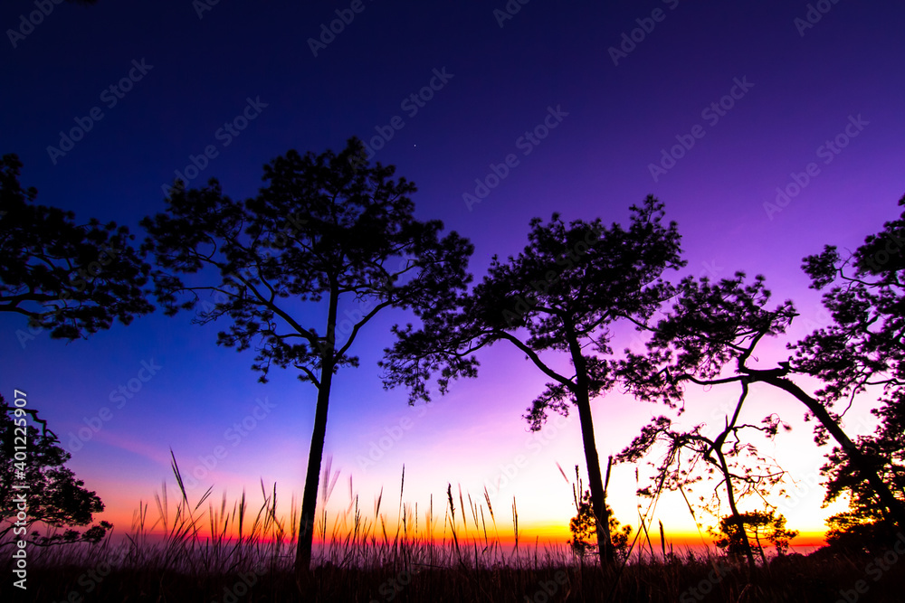 Fototapeta premium sunset in the forest