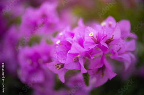 Pink bougainvillea flower with beauty bokeh.16:9 style