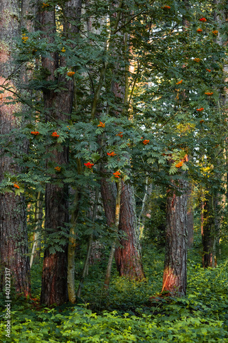 Rowan berries trees out in the wild