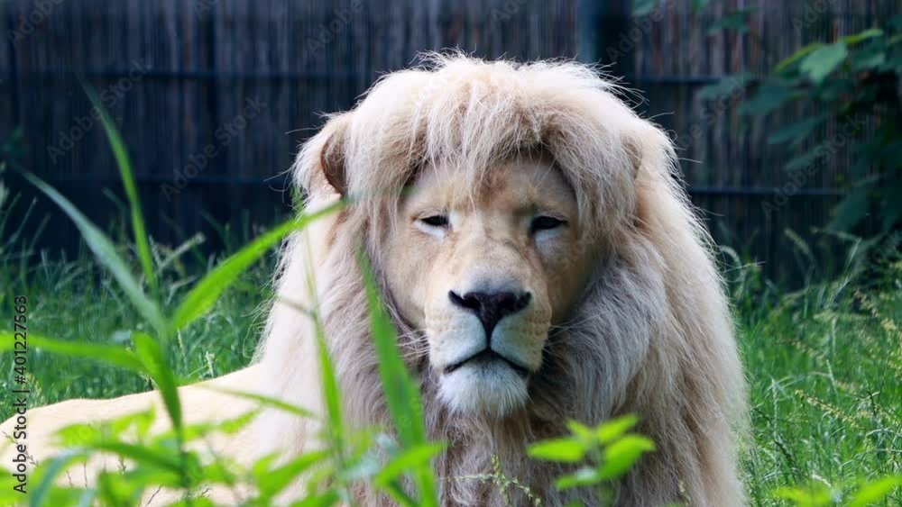 Male White Lion close up on face, zoom out
Male White Lion close up on face, zoom out
