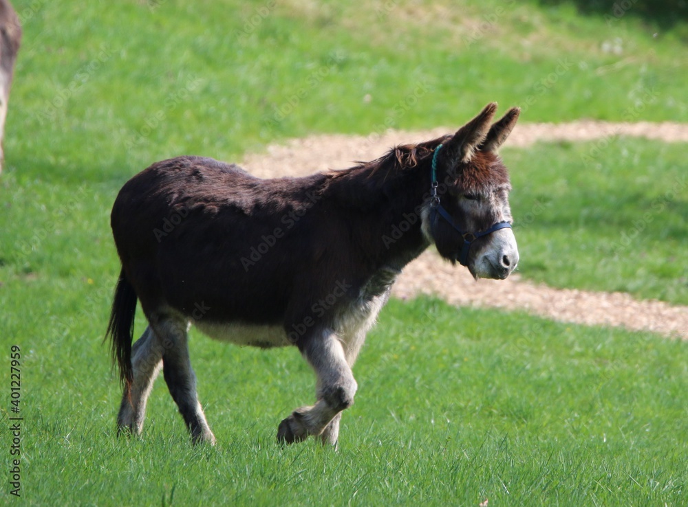 Fototapeta premium Les ânes
