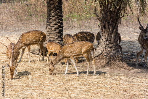 Fototapeta Naklejka Na Ścianę i Meble -  A bunch of spotted deers buck with antler in the Nehru Zoological Park, Hyderabad, India