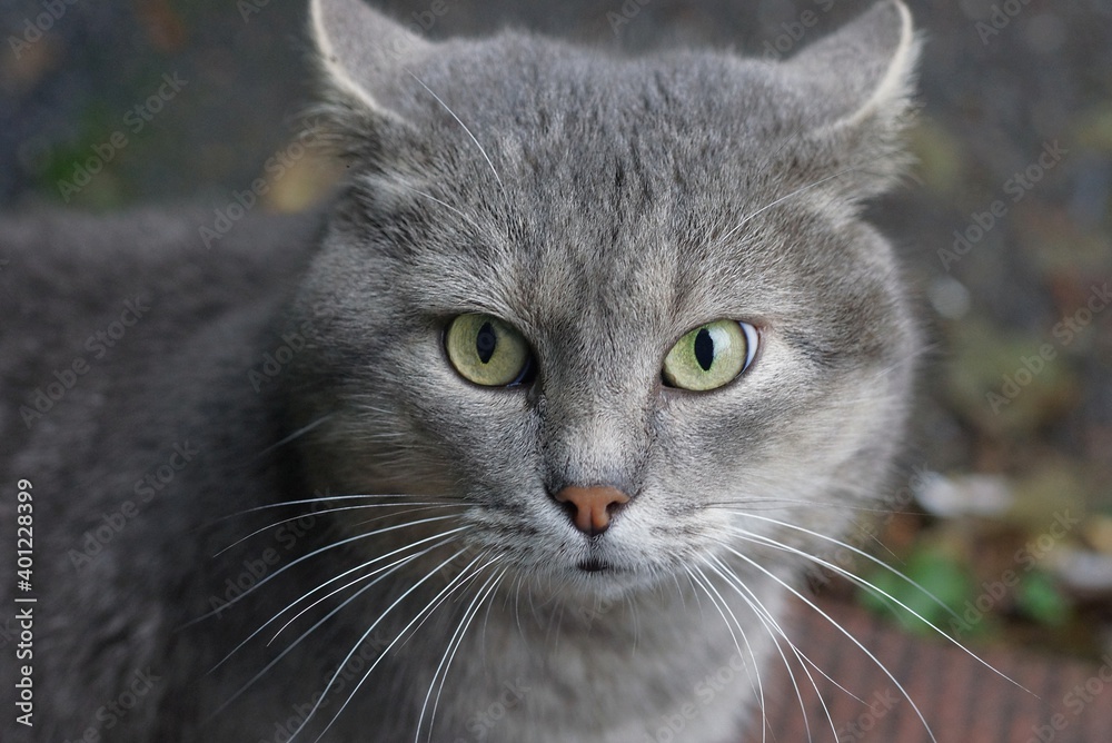 one big frightened gray cat with green eyes stands on the street looking with fear