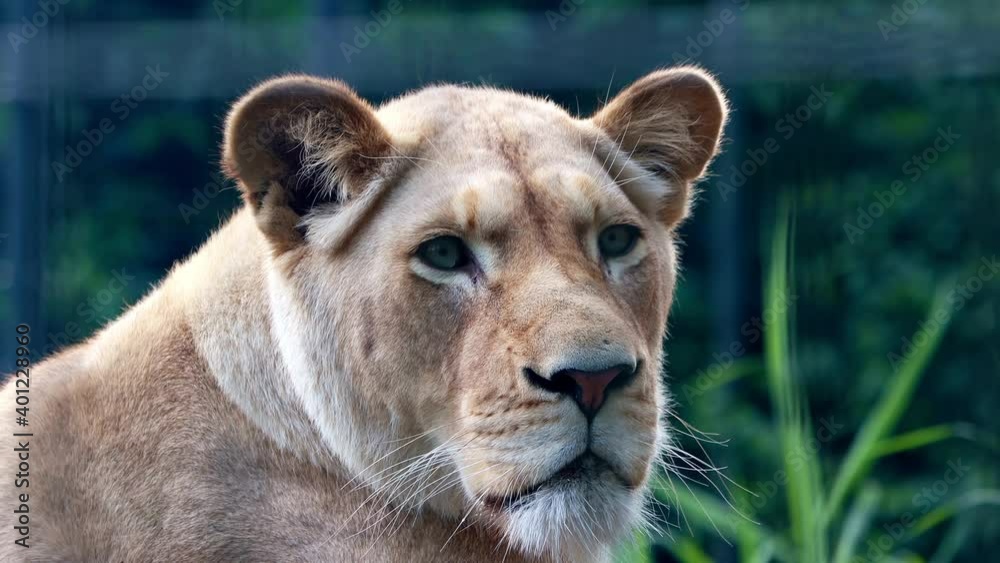 portrait of a female lion
portrait of a female lion