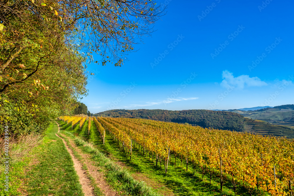 Path along rows of vine at the vineyard