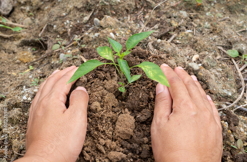 Cuadro en lienzo Hand protecting A Young Plant on dry land