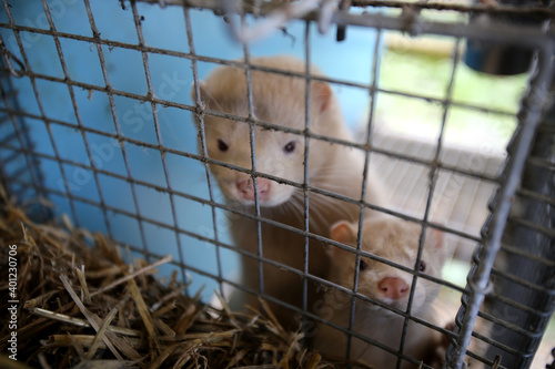 European mink cage grown on a farm for fur. Lithuania