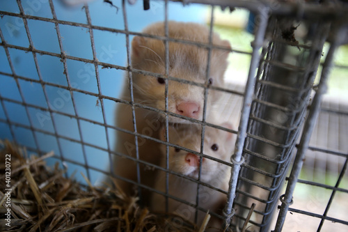 Tableau sur toile European mink cage grown on a farm for fur. Lithuania