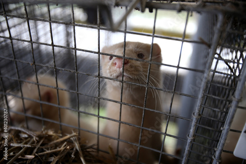 European mink cage grown on a farm for fur. Lithuania photo