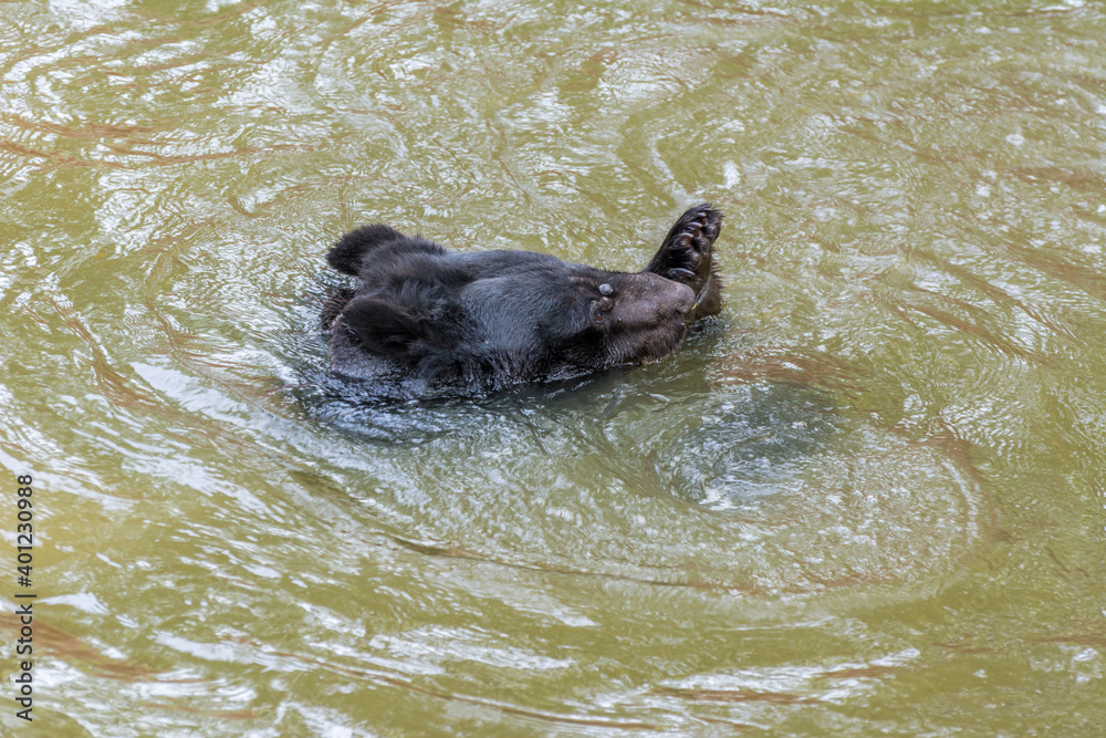 Fototapeta premium Himalayan or Asiatic black bear swimming in the pond in Nehru Zoological Park Hyderabad, India