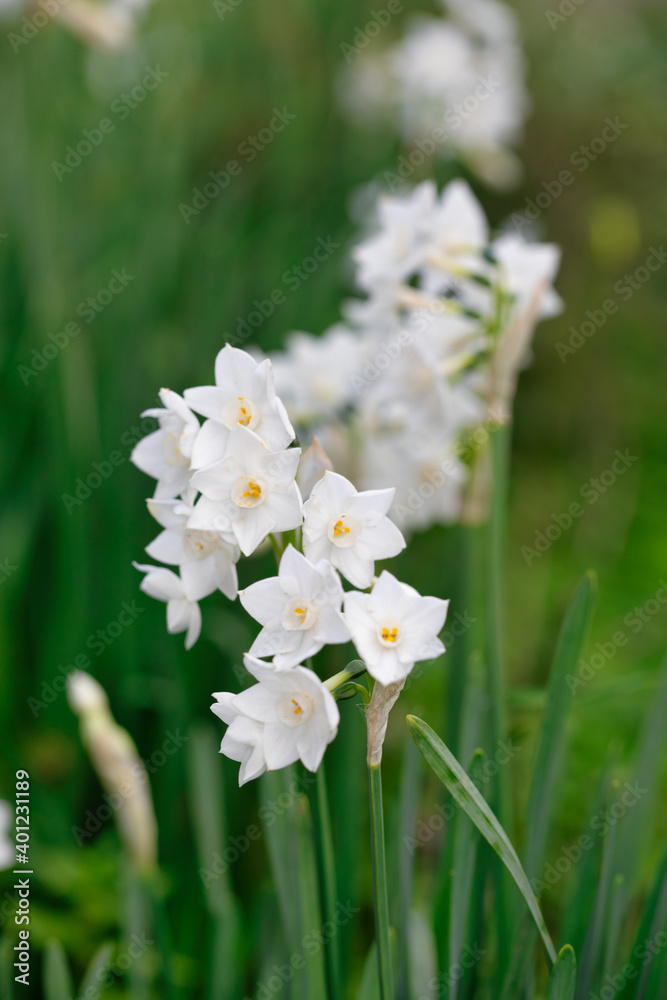 Close up of colored white daffodils swaying in the wind. Narcissus flowers in the garden. Close up of colored white daffodils swaying in the wind. Narcissus flowers in the garden.