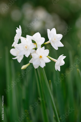 Close up of colored white daffodils swaying in the wind. Narcissus flowers in the garden.