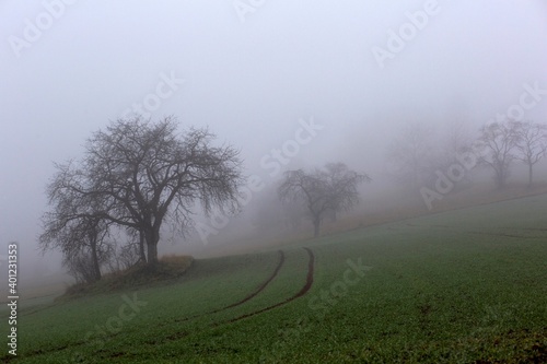 A lone tree on the edge of mist covered woods helps create a lonely Bavarian landscape in deep December