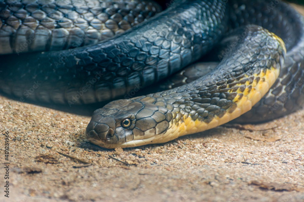 Obraz premium Black and yellow king cobra snake clawing in the zoo in Nehru Zoological Park Hyderabad, India