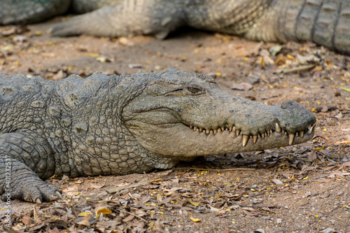 Closeup of marsh Crocodiles at nature reserve area in the Nehru Zoological Park  Hyderabad  India.