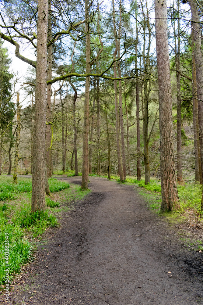 Fototapeta premium path in the forest
