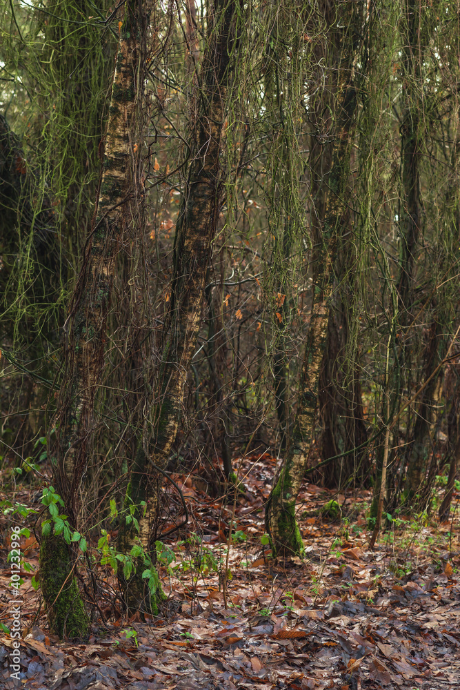 Tree trunks and twigs in autumn woodland.