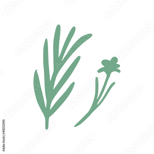 Twig rosemary and flower isolated on white background. Sketch botanical hand drawn.