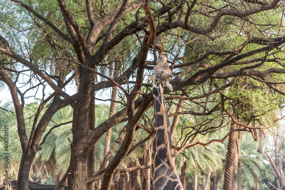 Fototapeta premium an African giraffe ( Giraffa camelopardalis), an African even-toed ungulate mammal, the tallest living terrestrial animal and the largest ruminant in Nehru Zoological Park India.