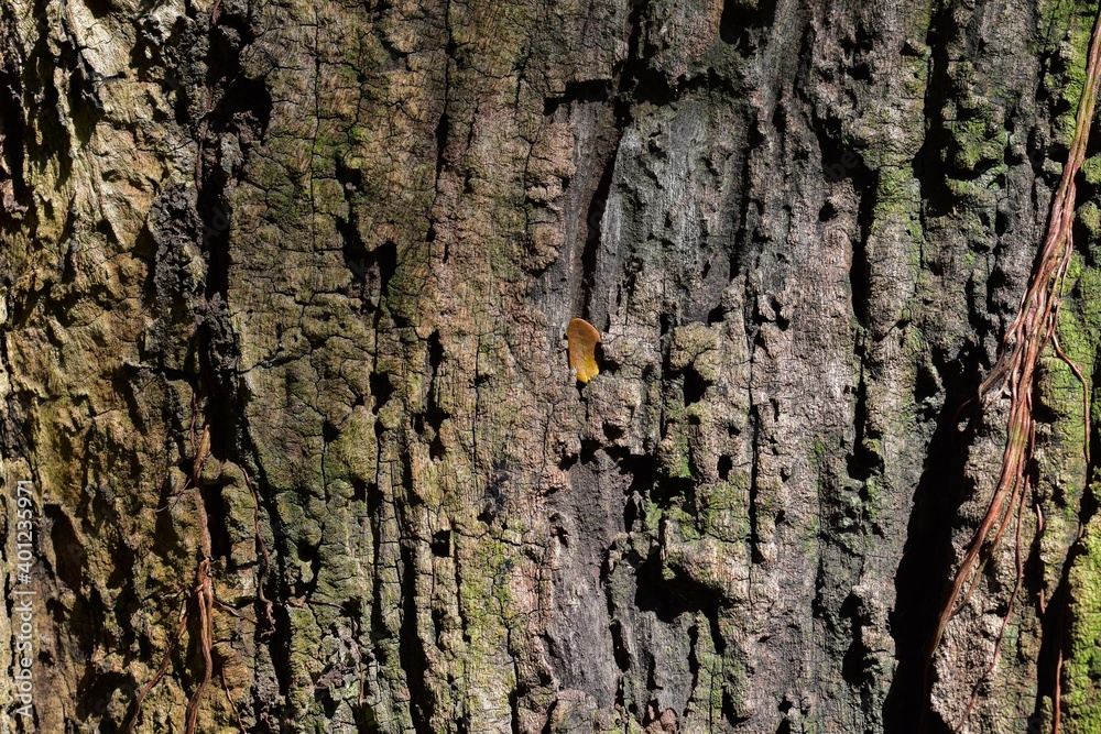 The pattern of the bark, old and old, creates a beautiful pattern. The pattern of the bark, old and old, creates a beautiful pattern.