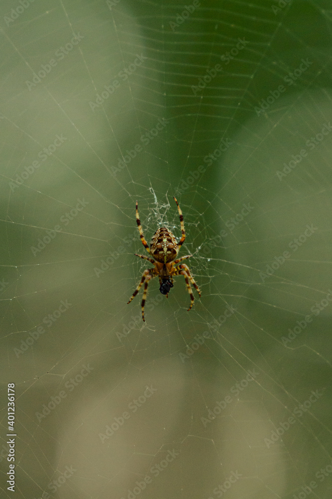 Cross spider in the center of the spider web Cross spider in the center of the spider web