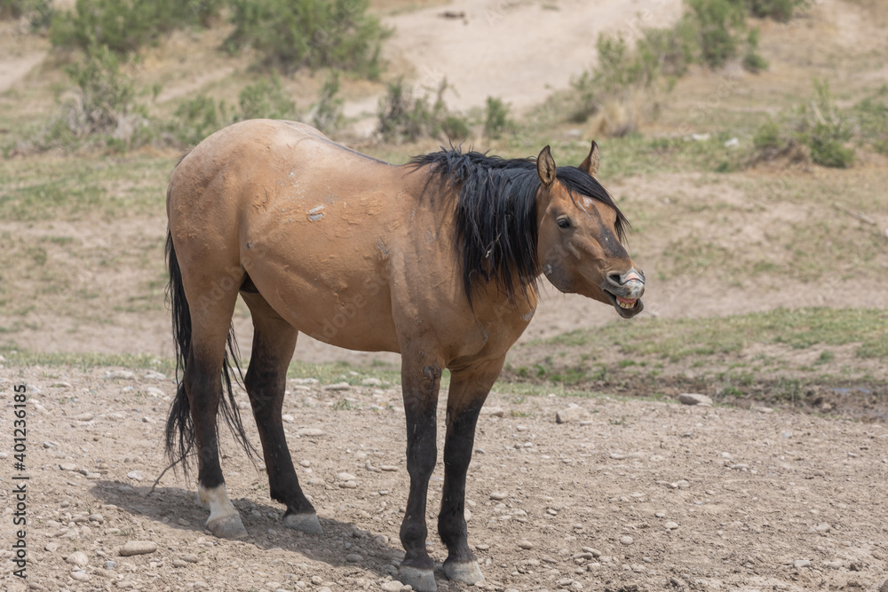 Wild Horse in Spring in the Utah Desert Wild Horse in Spring in the Utah Desert