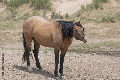 Wild Horse in Spring in the Utah Desert