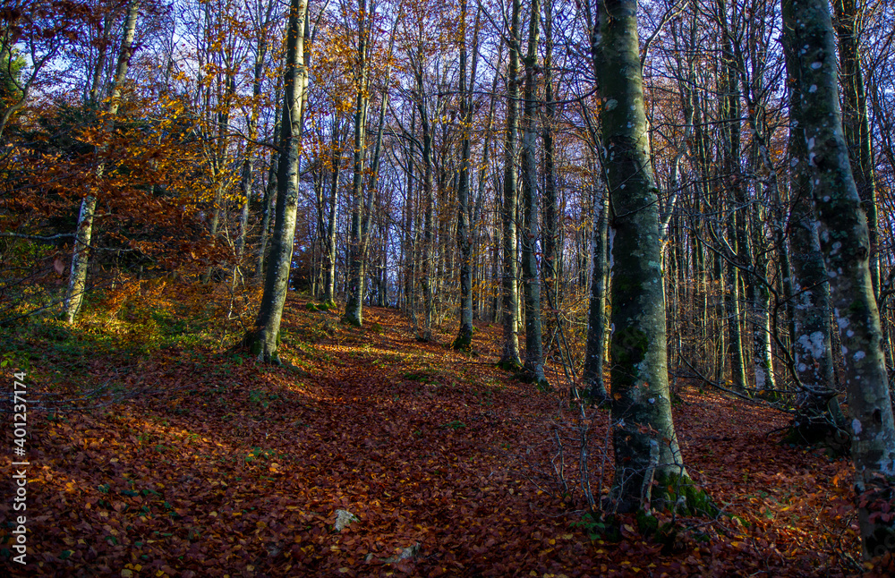 autumn forest and trees wood autumn forest and trees wood