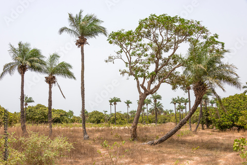 Paisaje natural en la zona de Makasutu en Gambia