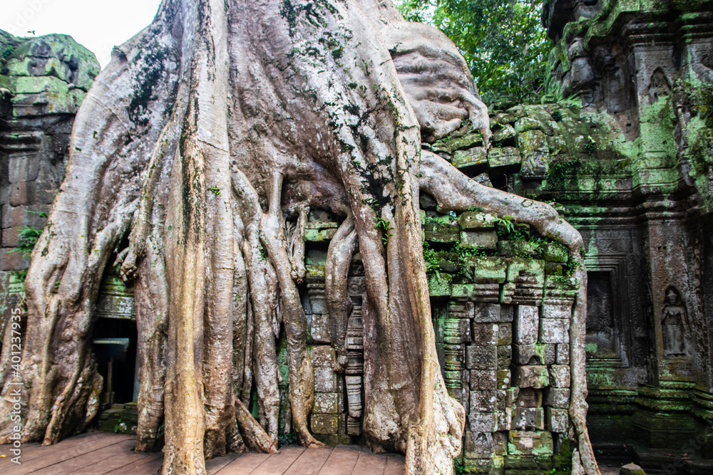 Tree roots from the Angkor Archaeological Park, located in northern Cambodia, Siem Reap