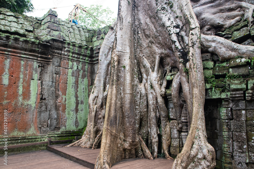 Tree roots from the Angkor Archaeological Park, located in northern Cambodia, Siem Reap