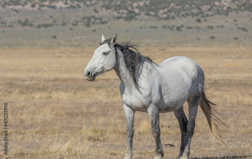 Wild Horse in Spring in the Utah Desert © natureguy