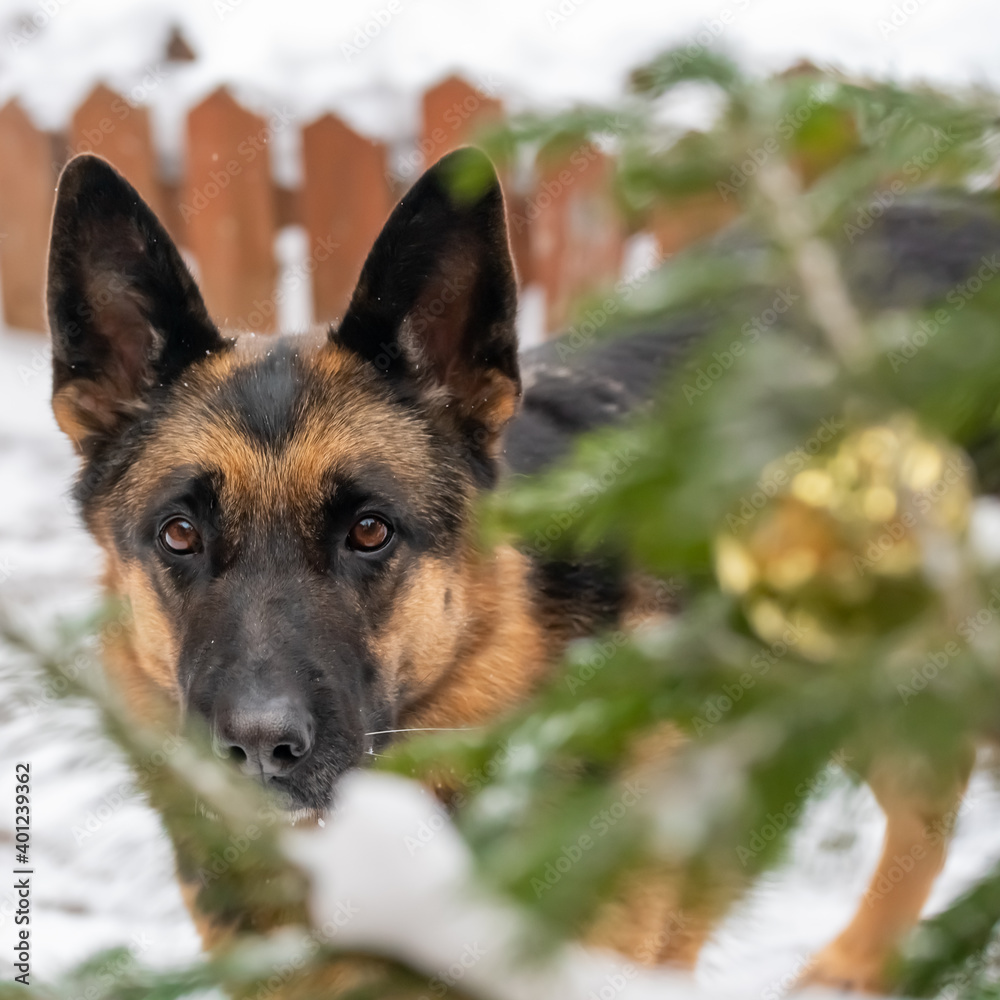 The German Shepherd looks at the owner with devotion in his eyes The German Shepherd looks at the owner with devotion in his eyes