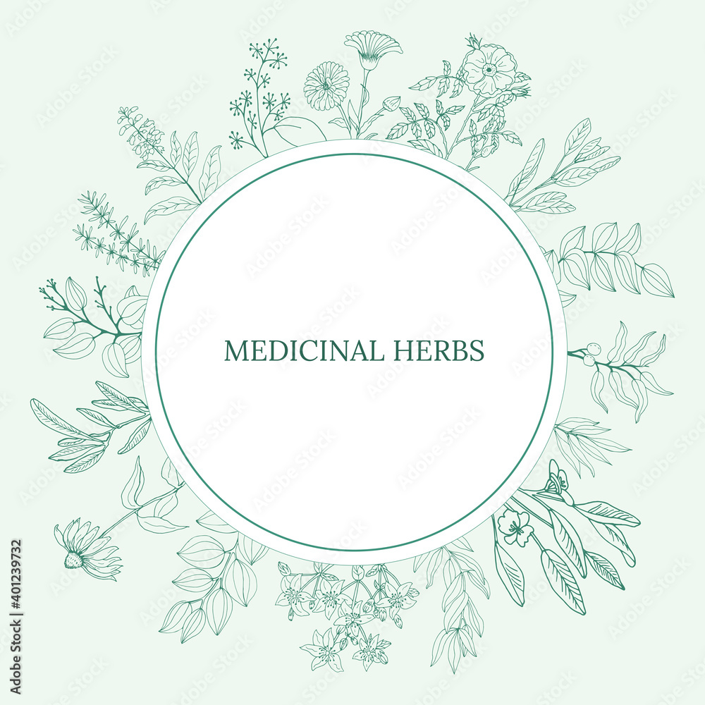 A set of medicinal herbs and plants. Collection of hand drawn flowers and herbs. Botanical plant illustration. Vintage medicinal herbs sketch. 