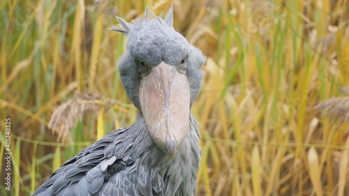 ein schuhschnabel putzt sich und blickt direkt in die kamera, balaeniceps rex, 50fps