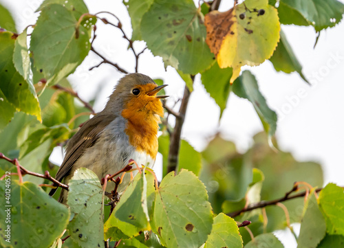close up of a robin bird resting on a tree and chirping in fall