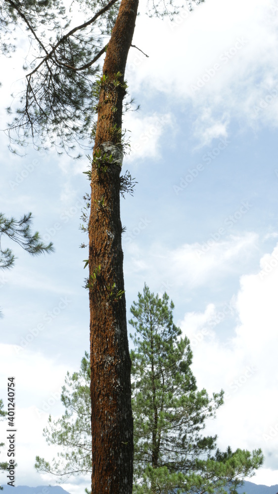 Fototapeta premium trees in the forest