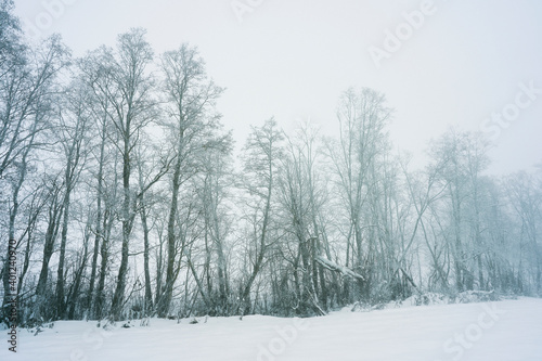 Wallpaper Mural alder trees by a river in for at winter Torontodigital.ca