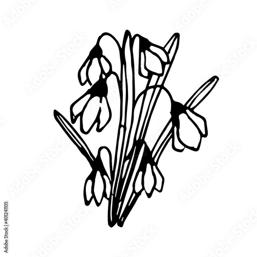 Snowdrop Bush. Doodle illustration of snowdrops on white background isolated